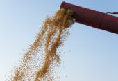 Декларация соответствия на зерно пшеницы